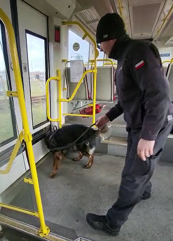 Policyjne szkolenie przewodników psów służbowych w bydgoskiej Pesie/materiały policji