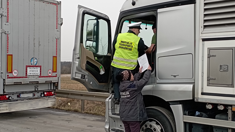 Inspektorzy transportu drogowego z regionu zatrzymywali samochody przewożące zwierzęta, by sprawdzić stan pojazdów i dobrostan zwierząt./fot. WITD Bydgoszcz