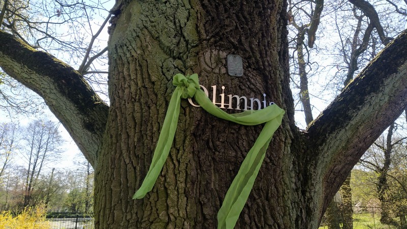 Olimpia i Leopold to od teraz imiona dwóch dębów rosnących w parku na terenie Domu Pomocy Społecznej w Gołuszycach, w powiecie świeckim/fot. Marcin Doliński