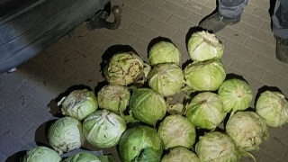 Nie o taki bigos im chodziło Złodzieje kapusty przyłapani na gorącym uczynku