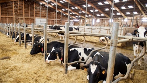 W Holandii powstaje coraz więcej toalet dla krów. Chodzi o nawóz i o klimat