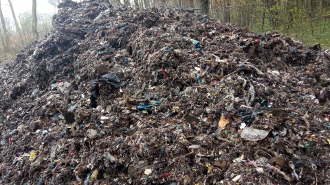 Skandal pod Aleksandrowem Kujawskim: 22 tony śmieci wyrzucone w lesie