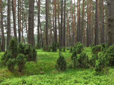 Wkrótce urodziny rezerwatu Prawie 13 lat temu UNESCO wyróżniło Bory Tucholskie