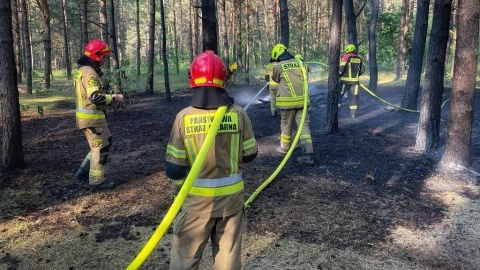 Siedem pożarów jednej doby. Bydgoscy strażacy przypominają o zakazie wstępu do lasów