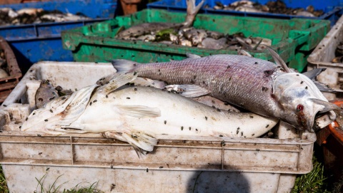 Wyniki badań śniętych ryb z Odry za dwa, trzy dni. Nie było ich masowego ginięcia