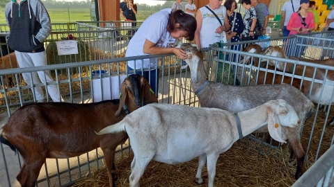 Kozy i karpie brylowały na rolniczym festynie w Minikowie. Goście podziwiali i smakowali [zdjęcia, wideo]
