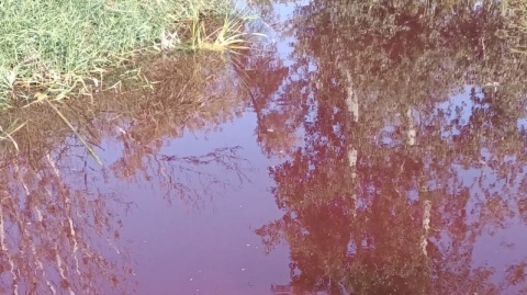 Woda w parkowym stawie zrobiła się czerwona. Przechodnie wezwali strażaków