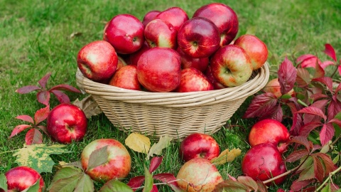 Walka o jabłka Polska jest największym producentem tych owoców w UE, ale zjadamy ich mało