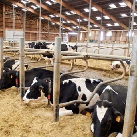 W Holandii powstaje coraz więcej toalet dla krów. Chodzi o nawóz i o klimat