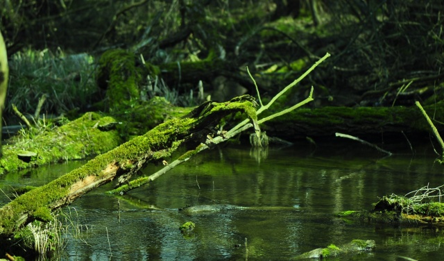 W dzień mokradeł zaglądamy na bagna regionu. Te koło Tucholi przejdą badania