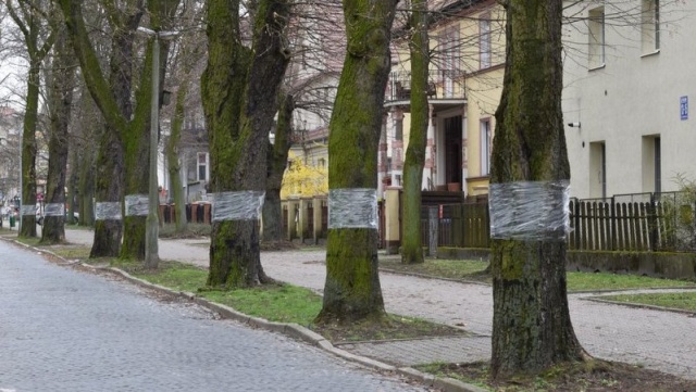 Inowrocławskie kasztanowce są w trakcie leczenia. Trwa wojna ze szrotówkiem