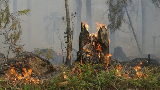 Strażacy ugasili już 51 pożarów lasów. Kolejne nadleśnictwa Kujaw i Pomorza z zakazem wstępu
