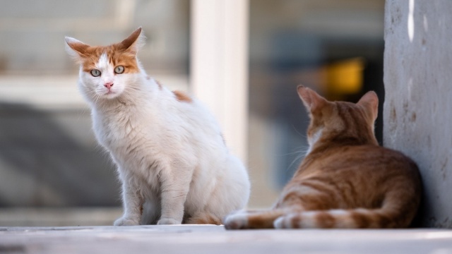 Groźna choroba kotów Szefowa OTOZ Animals: Lepiej niech zostaną w domu