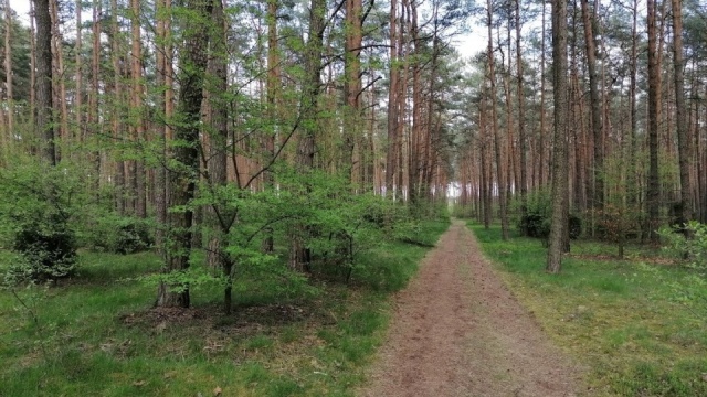 Dwie 14-latki z Torunia uratowały pięcioletnią dziewczynkę. Znalazły ją w lesie