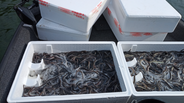 Do kujawsko-pomorskich jezior wypuszczono ponad 600 kilogramów narybku węgorza [wideo]