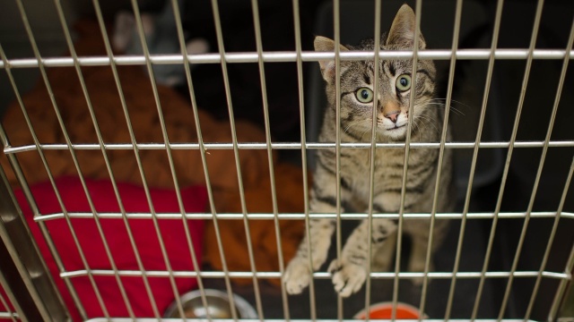 Kilkadziesiąt kotów czeka na adopcję. Drzwi otwarte w inowrocławskim stowarzyszeniu