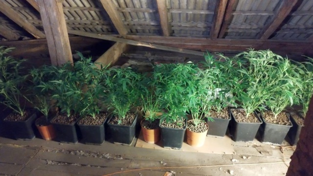 Pół kilograma marihuany w samochodzie, a na strychu domu tajna plantacja [wideo]
