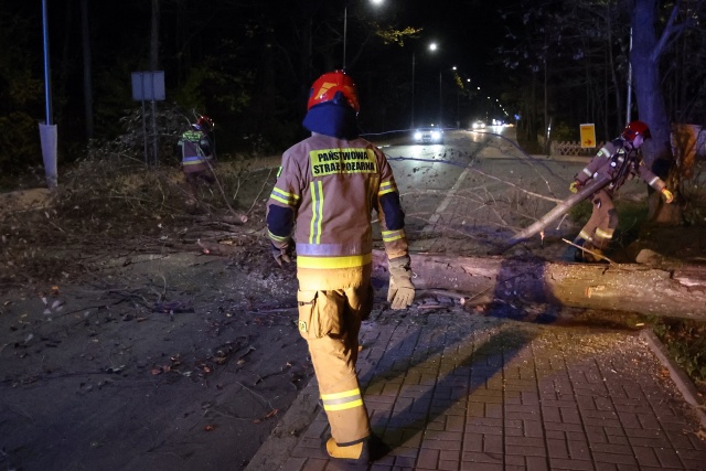 Niemal 600 interwencji strażackich w kraju z powodu silnego wiatru. Padały drzewa