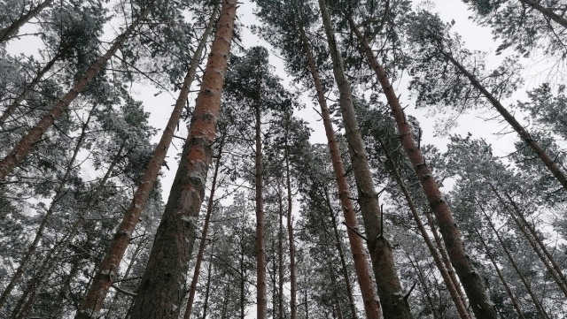 Wycinają las na obrzeżach Bydgoszczy. Nadleśnictwo: Musi wystąpić następstwo pokoleń