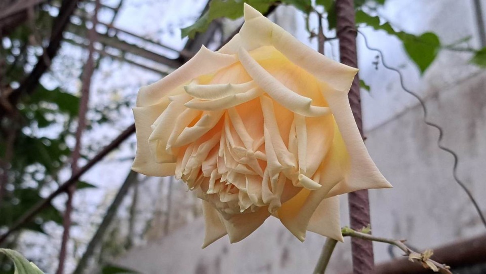Róża herbatnia Marechal Niel kwitnie w Myślęcinku/fot. Jarosław Mikietyński