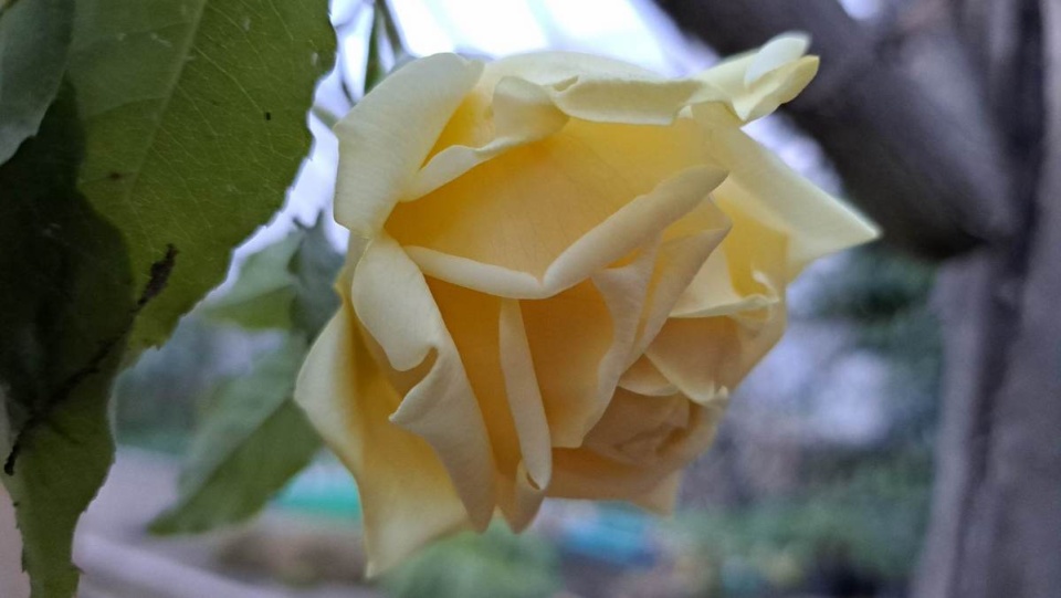 Róża herbatnia Marechal Niel kwitnie w Myślęcinku/fot. Jarosław Mikietyński