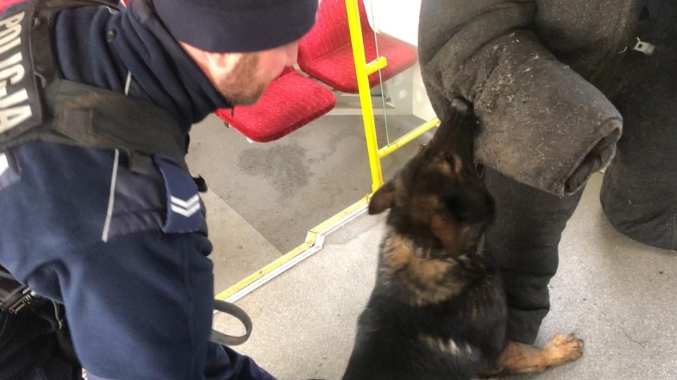 Policyjne szkolenie przewodników psów służbowych w bydgoskiej Pesie/materiały policji