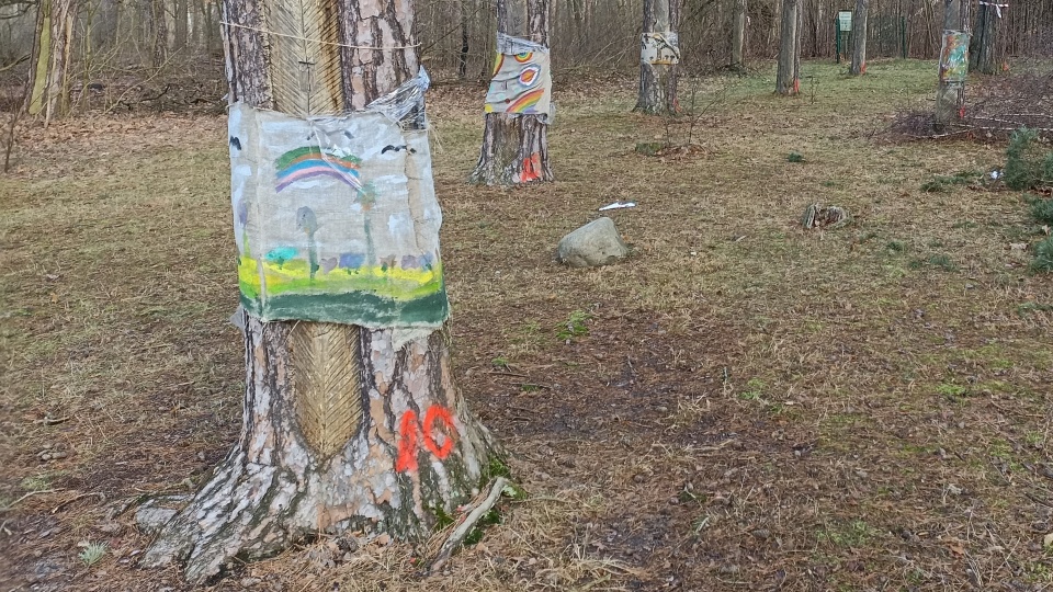 Drzewa przeznaczone do wycinki zostały już oznaczone. Decyzja wywołała protest mieszkańców. Nadleśnictwo powołuje się na wyniki przeprowadzonych badań/Fot. Monika Kaczyńska