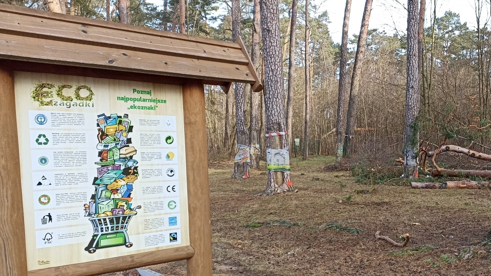 Drzewa przeznaczone do wycinki zostały już oznaczone. Decyzja wywołała protest mieszkańców. Nadleśnictwo powołuje się na wyniki przeprowadzonych badań/Fot. Monika Kaczyńska