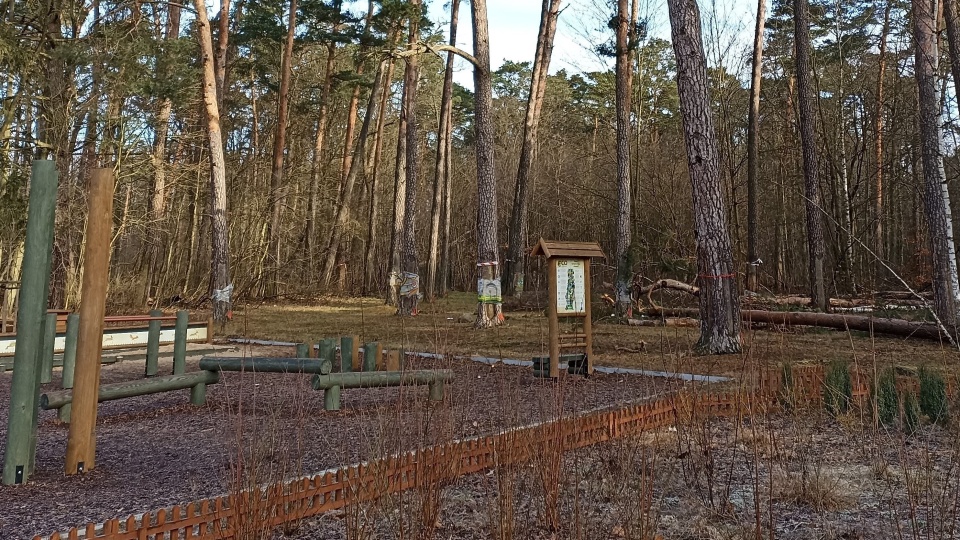 Drzewa przeznaczone do wycinki zostały już oznaczone. Decyzja wywołała protest mieszkańców. Nadleśnictwo powołuje się na wyniki przeprowadzonych badań/Fot. Monika Kaczyńska