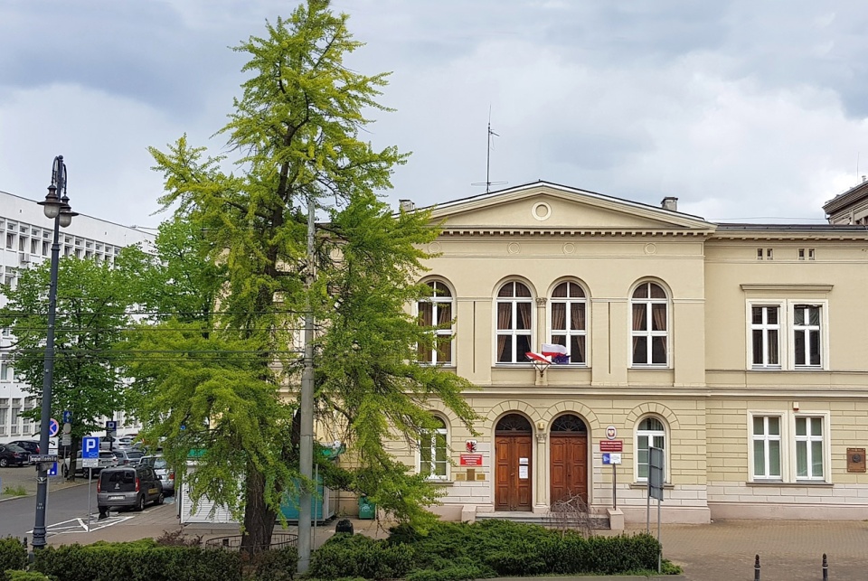 W 2020 roku do konkursu na Drzewo Roku został zgłoszony miłorząb dwuklapowy rosnący vis a vis Kujawsko-Pomorskiego Centrum Edukacji Nauczycieli./fot. drzeworoku.pl