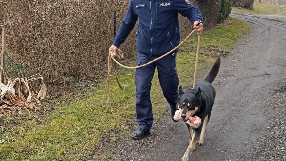 Dzięki zgłoszeniu od świadka grudziądzcy policjanci zatrzymali mężczyznę, który w Szonowie porzucił swojego psa. Sprawca usłyszał już zarzut znęcania się nad zwierzęciem./fot. KPP Grudziądz