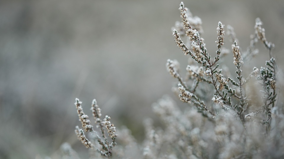 W nocy miejscami prognozowane są opady śniegu/krupy śnieżnej, a temperatura minimalna wyniesie od -5 do -3 st. Celsjusza/fot. ilustracyjna/Pixabay