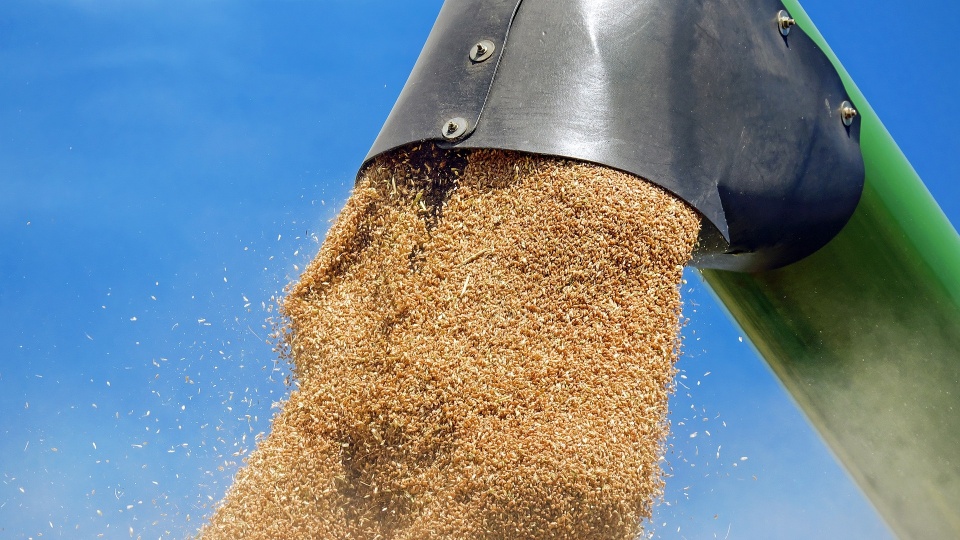 Kupcy nie wiedzieli, że zamiast zboża krajowego sprzedano im pszenicę techniczną z Ukrainy/fot. Pixabay