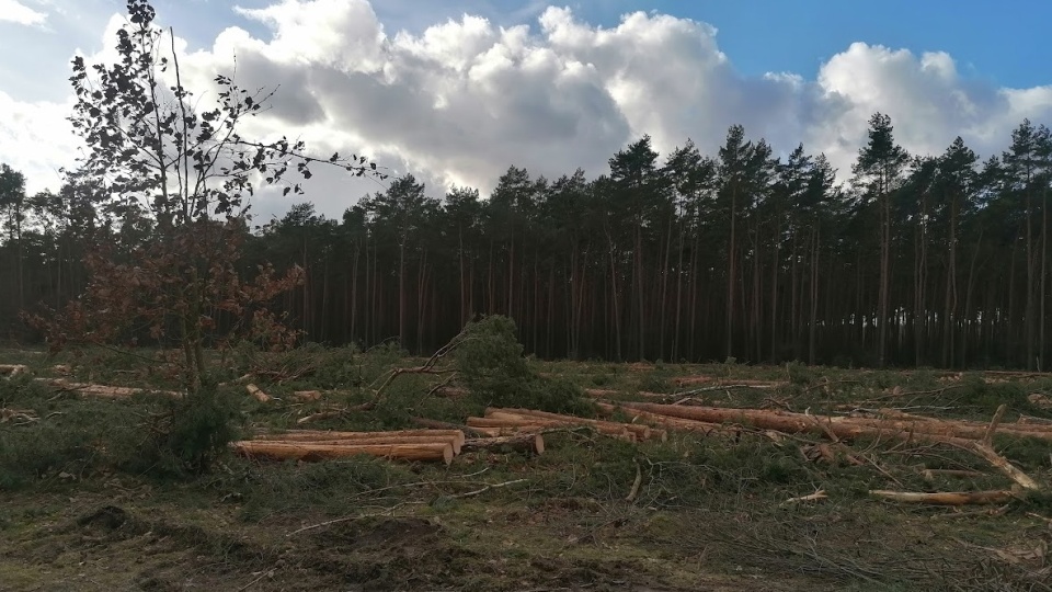 Wycięte drzewa w lasach w okolicach Bydgoszczy/fot. mg