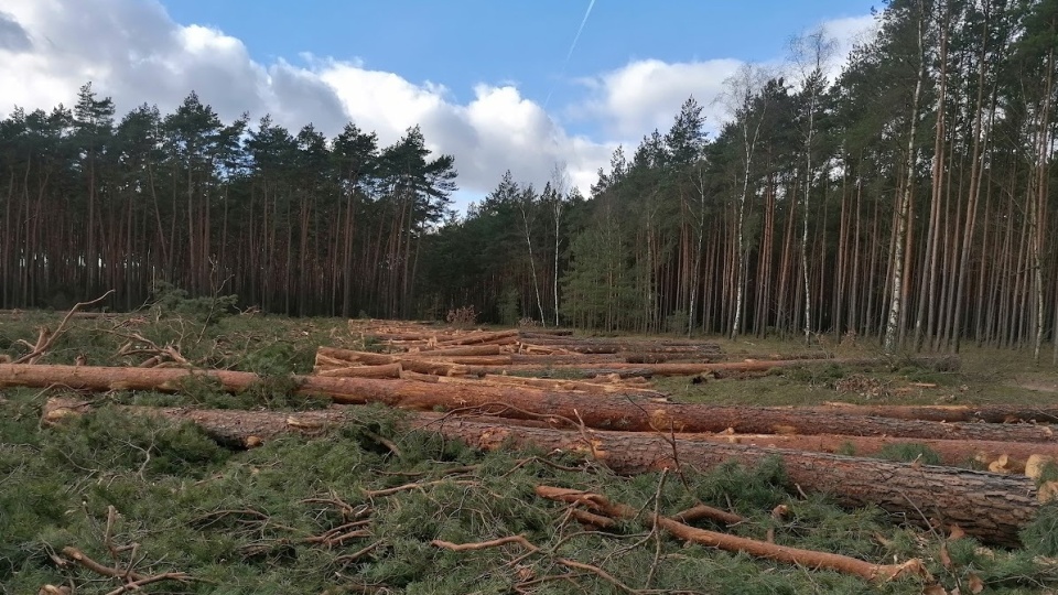 Wycięte drzewa w lasach w okolicach Bydgoszczy/fot. mg