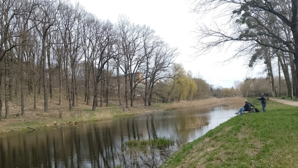 Wędkarze skarżą się, że miasto nie interweniuje. Jednak ratusz zaznacza, że ten gatunek bobra jest pod ochroną i trzeba po prostu oswoić się z obecnością tych zwierząt/Fot: Michał Zaręba