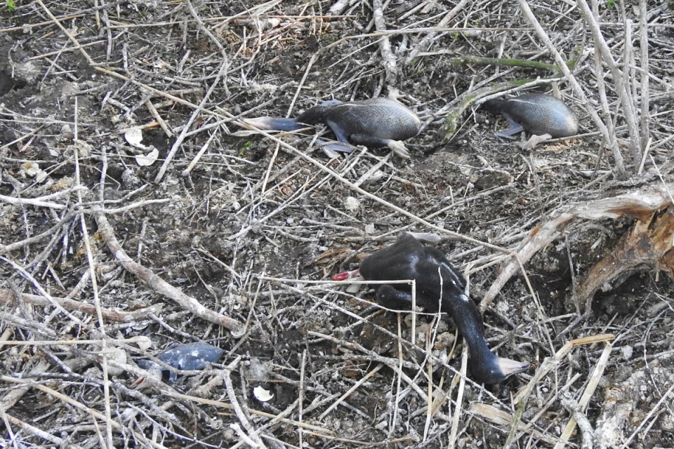 Nieznani wandale zniszczyli ponad 100 gniazd kormoranów, zmarło prawie 300 piskląt/Fot: Facebook/Polskie Towarzystwo Ochrony Przyrody „Salamandra”