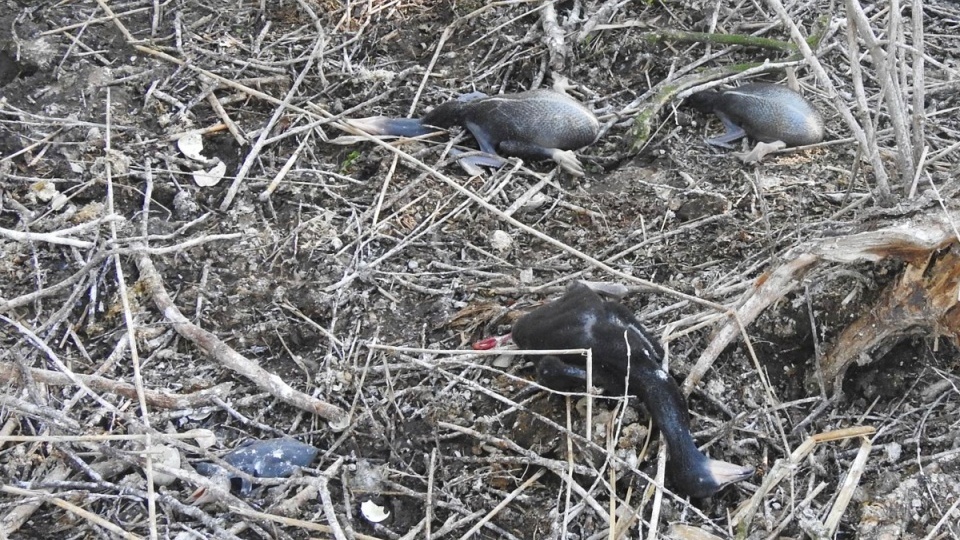 Nieznani sprawcy zniszczyli ponad 100 gniazd kormoranów, zabijając 300 piskląt/fot. Polskie Towarzystwo Ochrony Przyrody „Salamandra”