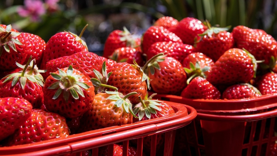 Szef MRiRW zaznaczył, że w celu skorzystania z takiego kredytu „zboże i owoce miękkie muszą być kupione od polskiego rolnika i sadownika”.