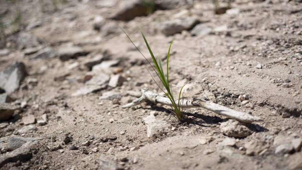 Susza dotyka przede wszystkim uprawy zbóż i kukurydzy - poinformował w środę Instytut Uprawy Nawożenia i Gleboznawstwa/fot. Pixabay