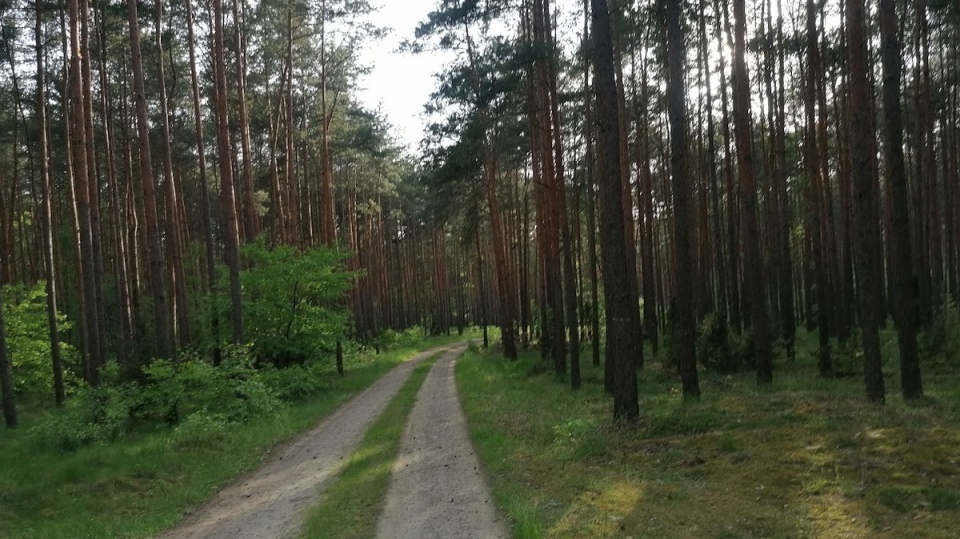 Вже можна гуляти у лісах навколо Бидгощі. Заборону на вхід, оголошену 9 червня, скасовано