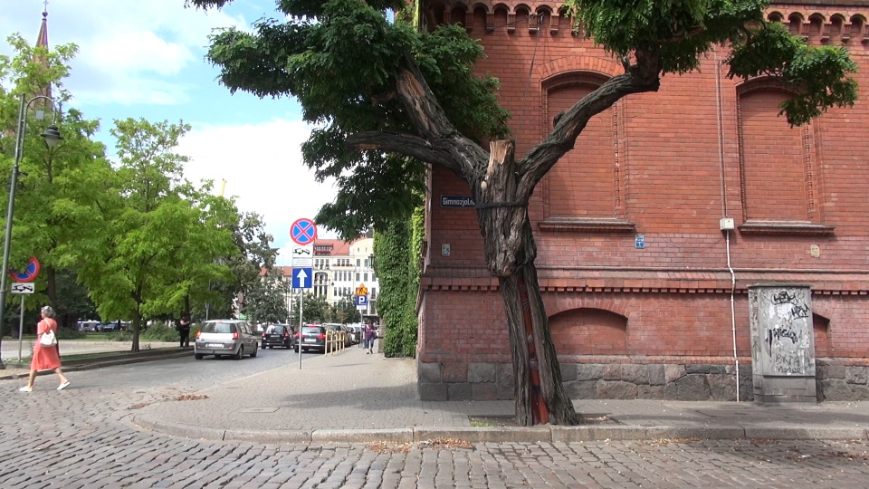 Obraz Linasa Domarackasa na drzewie przy ulicy Gimnazjalnej, róg Placu Wolności/ fot. jw