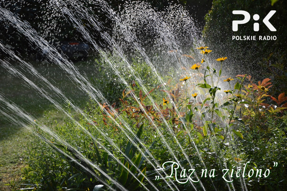 W upały pamiętajmy o nawadnianiu siebie i roślin. Fot. Pixabay.com