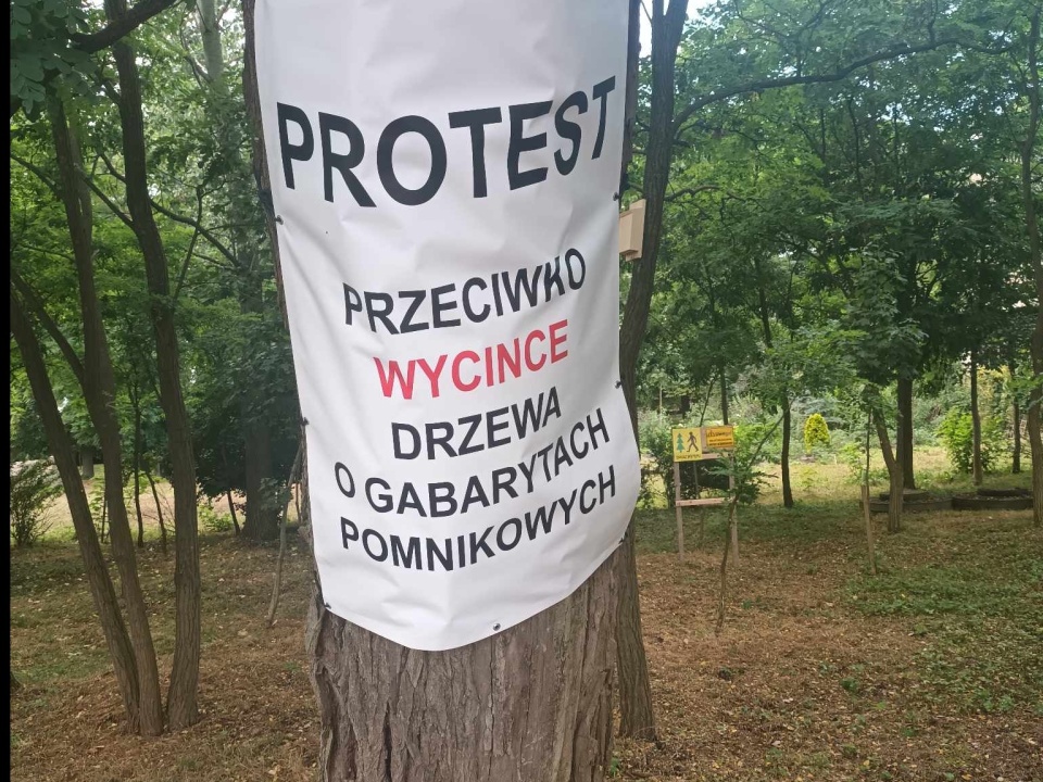 Decyzję administracyjną w spawie drzewa wyda Wojewódzki Urzędu Ochrony Zabytków/fot. Marcin Glapiak