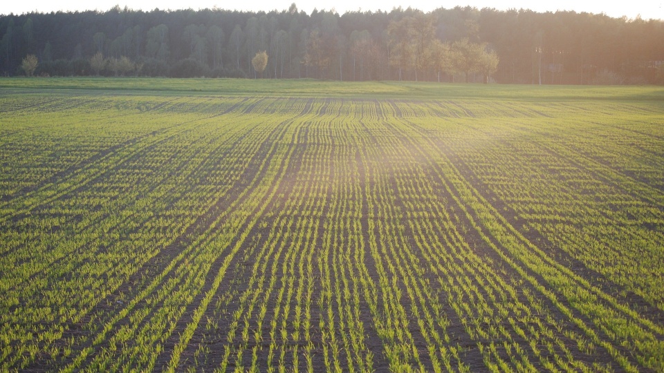 Spejclane komisje oceniają straty wywołane przez susze. Rolnicy zastanawiają się nad działaniem dedykowanego systemu/fot: zdjęcie ilustracyjne, Pixabay