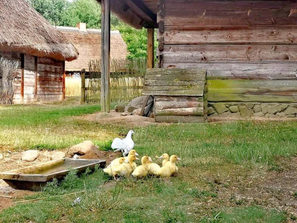 Skansen w Kłóbce to oddział Muzeum Ziemi Kujawskiej i Dobrzyńskiej we Włocławku/fot. Skansen w Kłóbce, Facebook