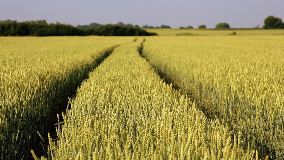 Wysokość czynszu dla gruntów rolnych dzierżawionych z Zasobu Własności Skarbu Państwa zależy głównie od średniej krajowej ceny skupu pszenicy. Zdjęcie ilustracyjne/fot. Pixabay