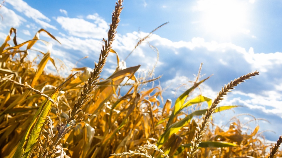 Susza występowała w ośmiu monitorowanych uprawach: kukurydzy na kiszonkę, kukurydzy na ziarno, krzewów owocowych, roślin strączkowych, warzyw gruntowych, tytoniu, ziemniaka i chmielu. Zdjęcie ilustracyjne/fot. Pixabay