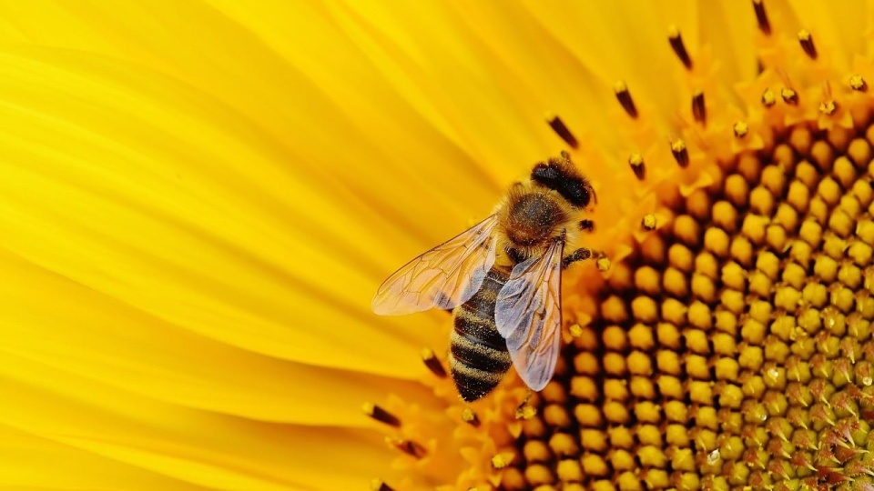 Programów ochrony pszczół w kraju jest coraz więcej/fot. Pixabay