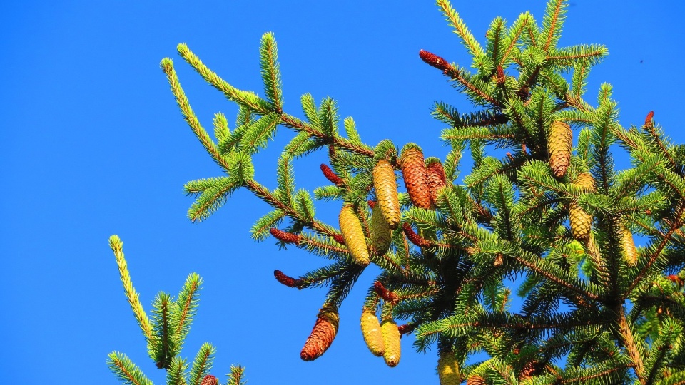 Leśniczy doradzał, na co warto zwrócić uwagę podczas wyboru drzewka choinkowego/fot: zdjęcie ilustracyjne, Pixabay